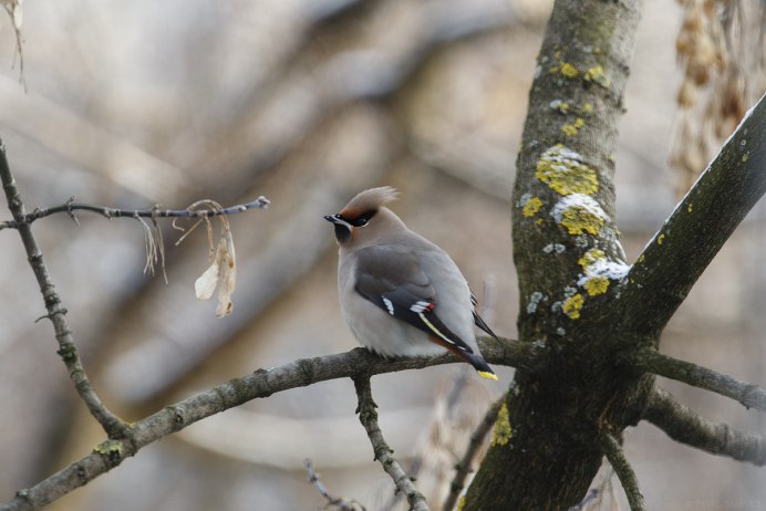 Свиристель гнездо