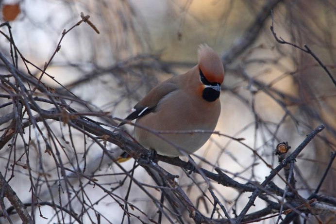 Свиристель птенец