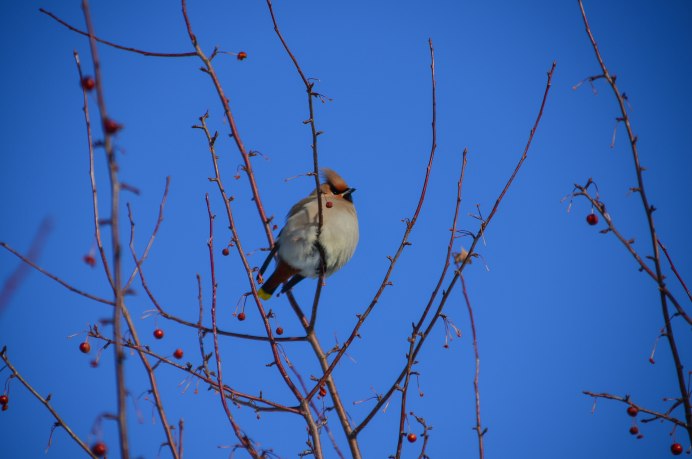 Какая птица нападает на белку напав гнезде