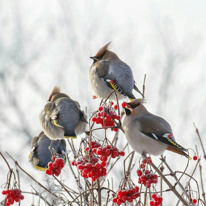 Пьяная свиристель