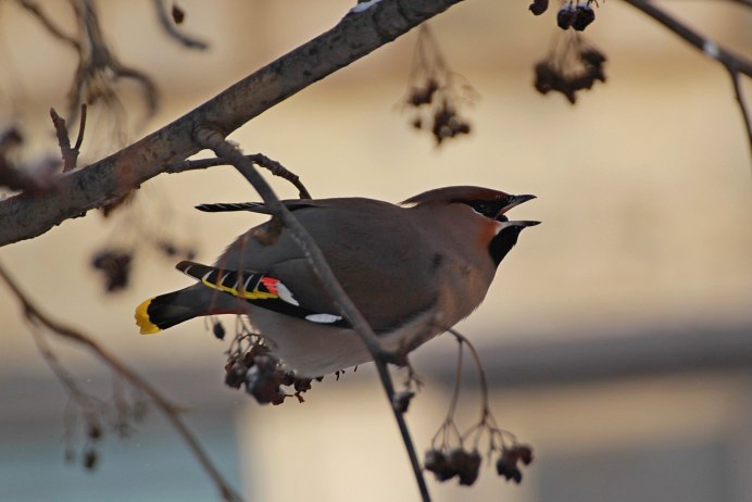 Свиристель птица гнездо