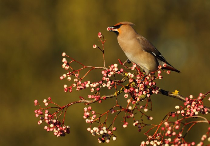 Дрозд свиристель Крымский