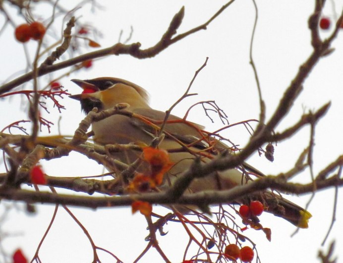 Птица с красным хохолком фото