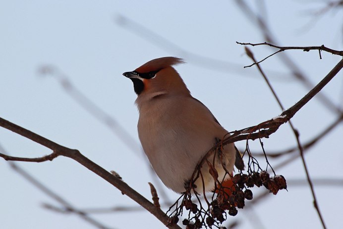 Птица свиристель птенец