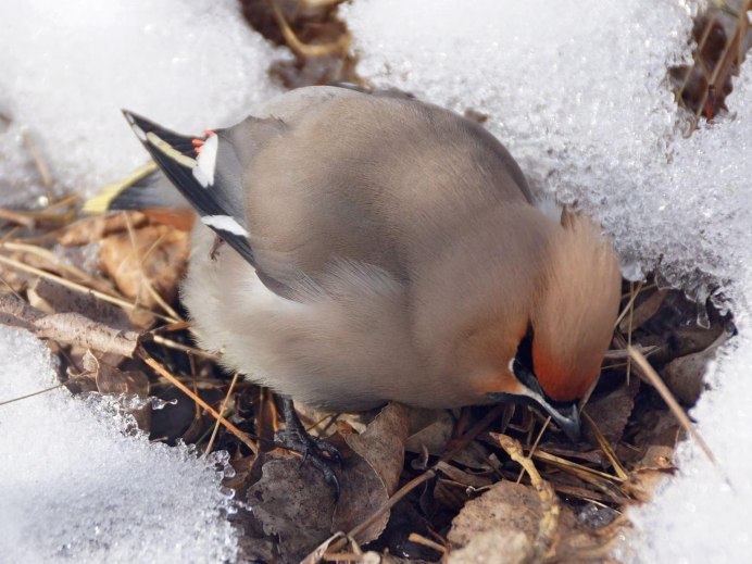Птицы Подмосковья свиристели