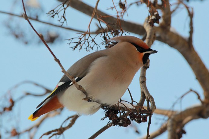 Свиристель самец