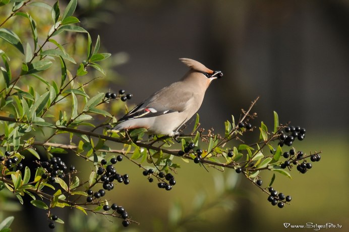 Дрозд свиристель Крымский