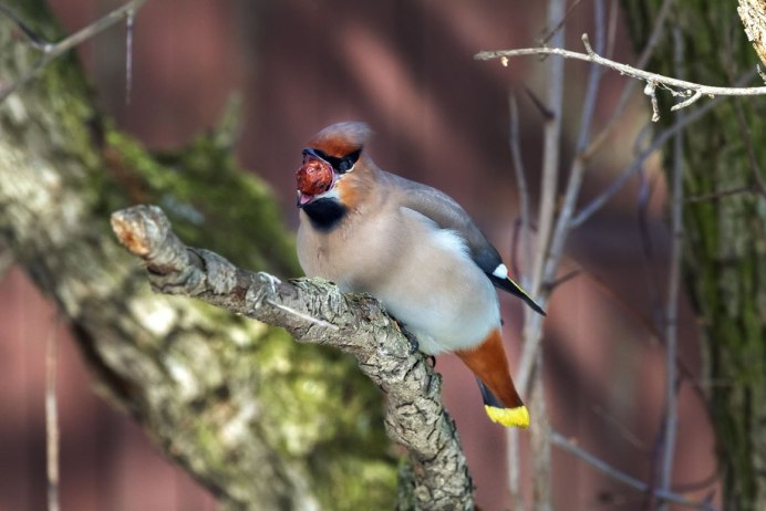Свиристель гнездо