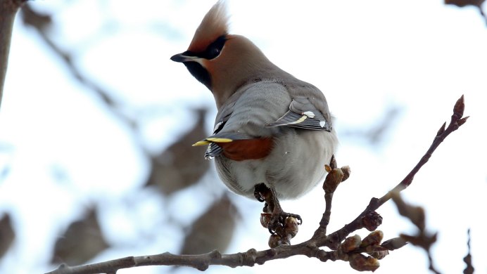 Птицы свиристель Амурский