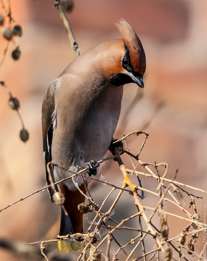 Кедровый свиристель Кедровый свиристель -
