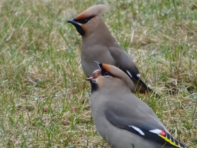 Свиристель гнездо