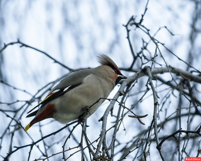 Сорокопут свиристель