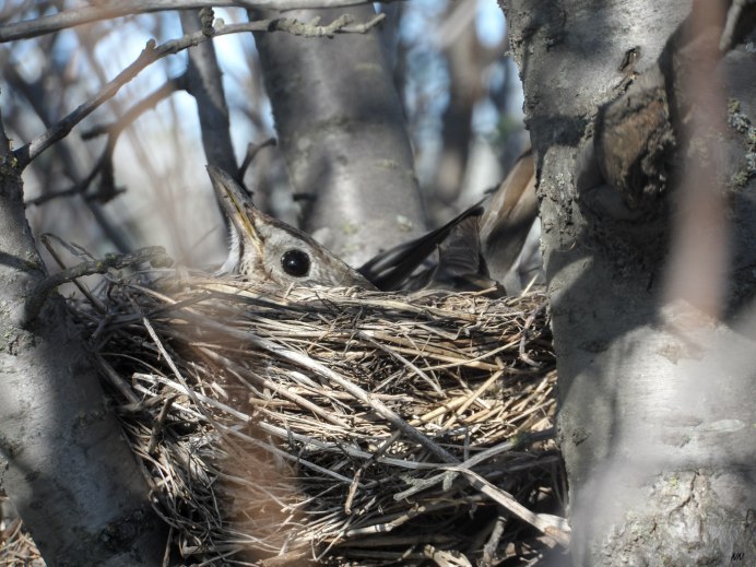 Ареал свиристели