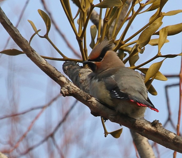 Свиристель гнездо