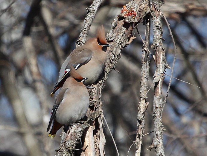 Свиристели Терновник
