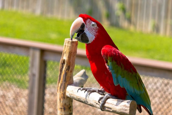 Какаду Амазон жако ара