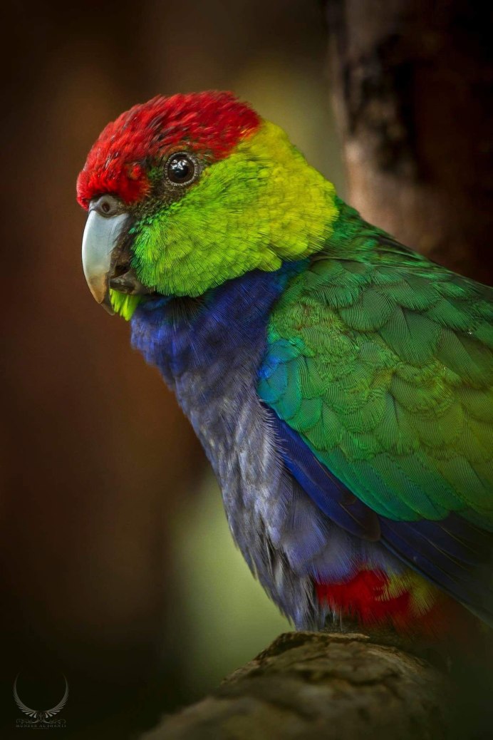 Попугай ара Каштановолобый