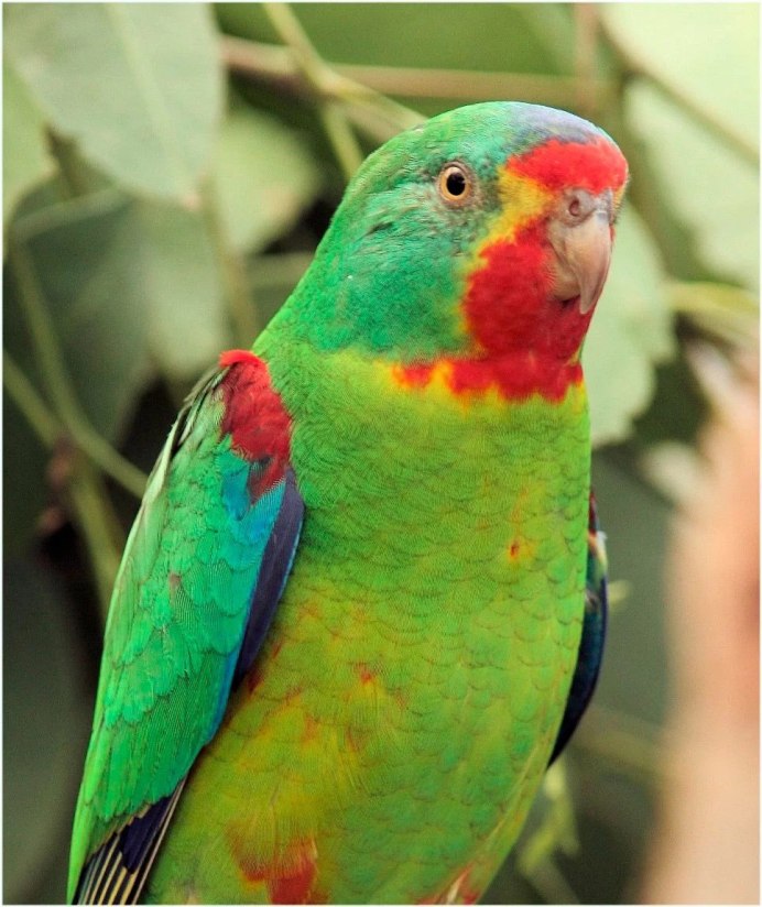 Попугай ара красный