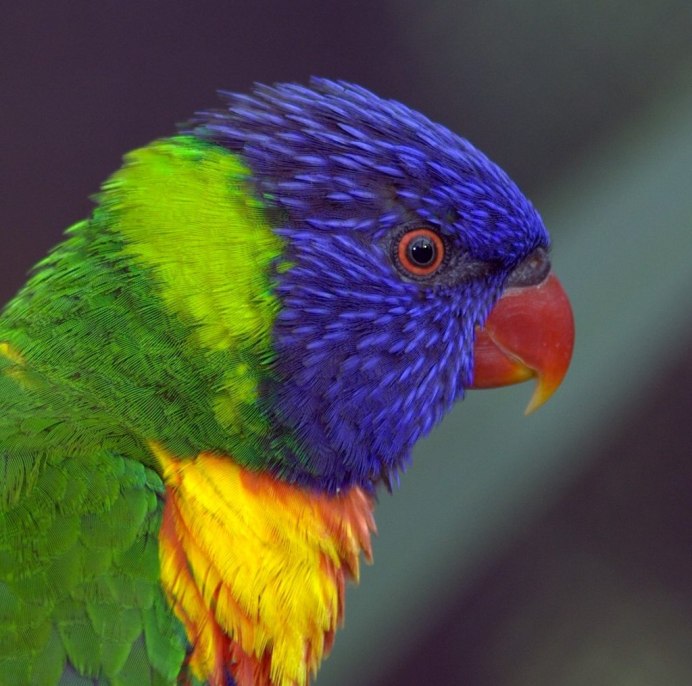 Желтоплечий попугай