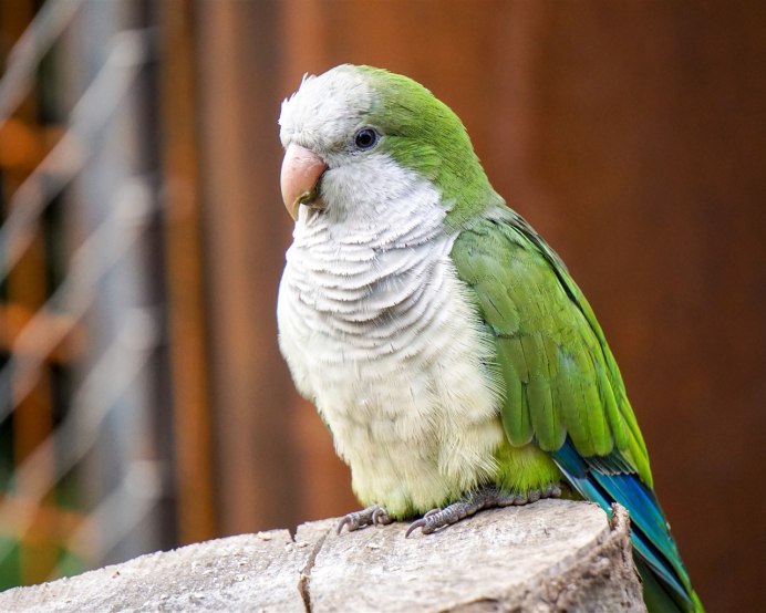 Нимфа корелла попугай