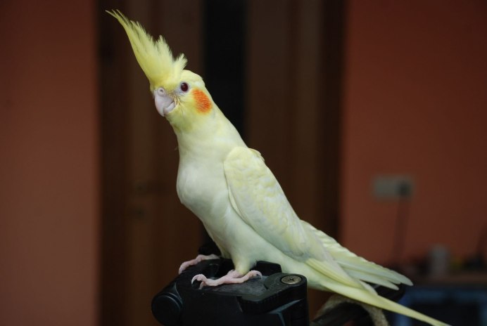 Попугай Полли порода