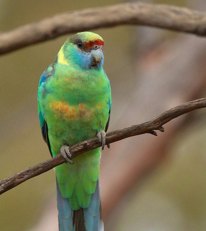 Попугай жако Карлуша