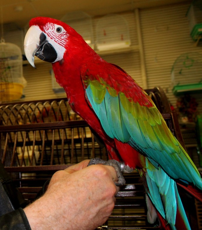 Попугай жако зеленый