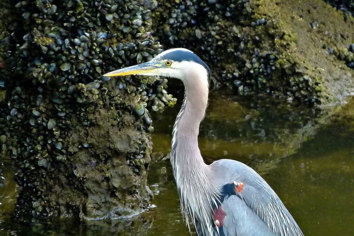 Egretta Alba птица
