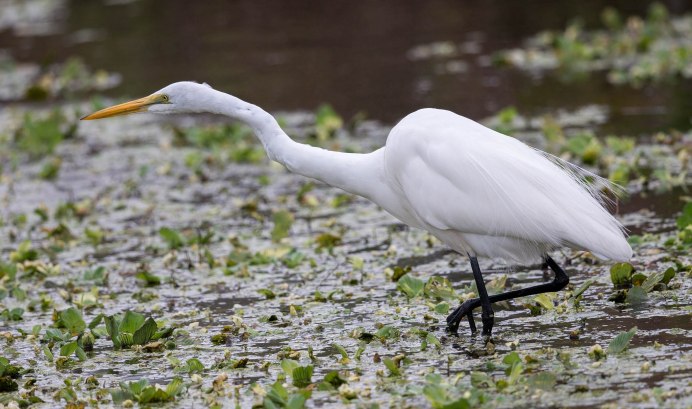Рыжая цапля (Ardea purpurea)