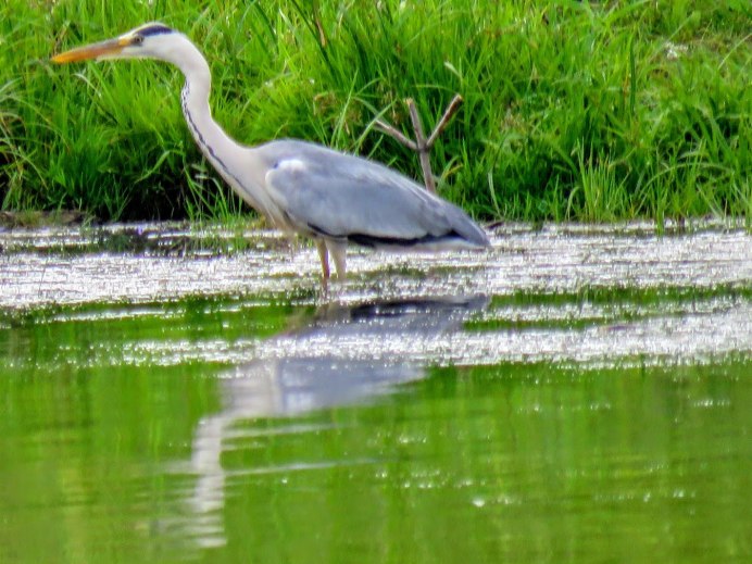 Цапля Ardea purpurea