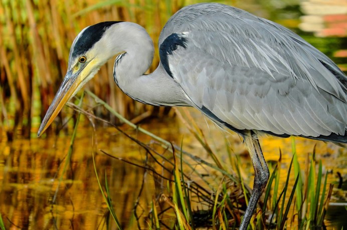 Цапля Ardea purpurea