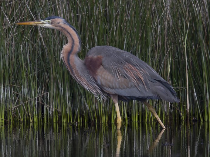 Рыжая цапля / Ardea purpurea / Purple Heron