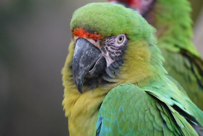 Попугай ара красноспинный