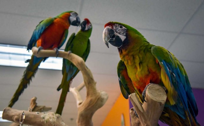 Krasnie Ara попугай