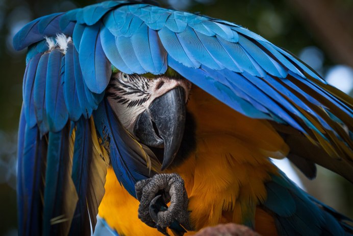 Попугай ара гиацинтовый