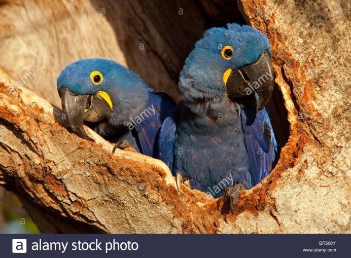 Арилена ара