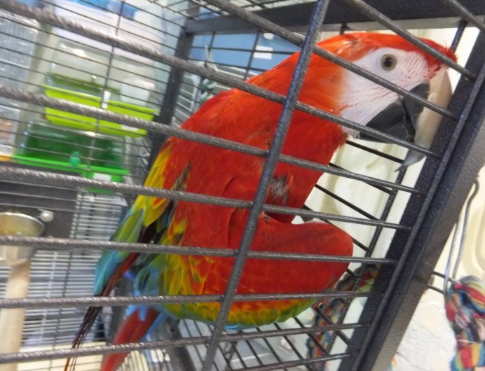 Синежолтый и зеленокрылый ары