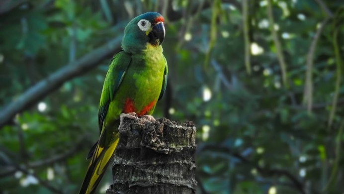 Попугай ара клюв