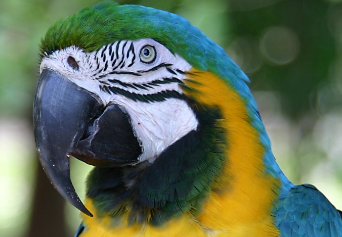 Гиацинтовый ара Пантанал