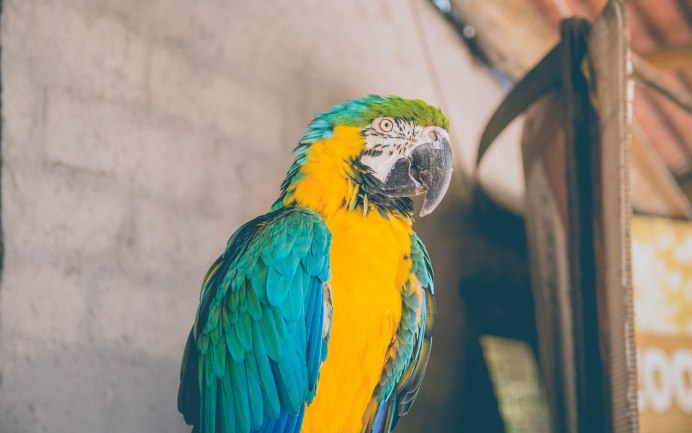 Попугай ара гиацинтовый