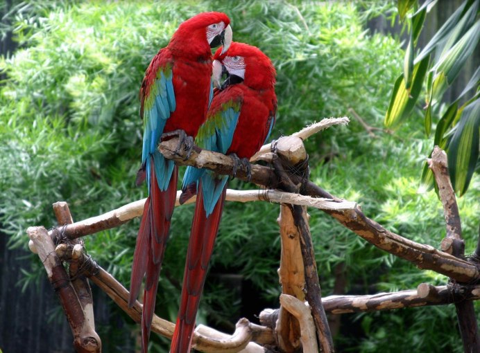 Албанская певица арилена ара