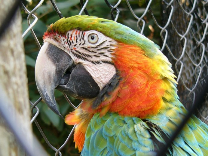 Малый солдатский ара