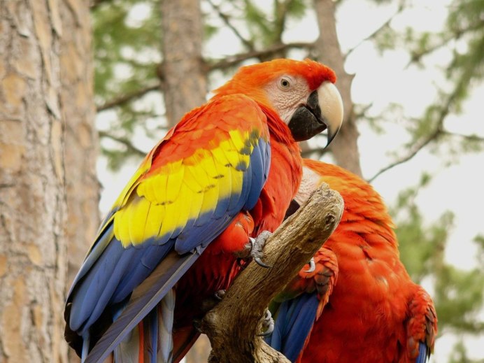 Арилена Ари