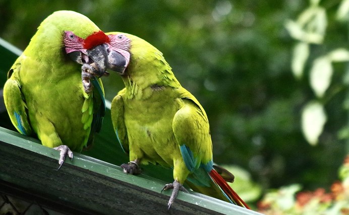 Попугай ара синий желтый