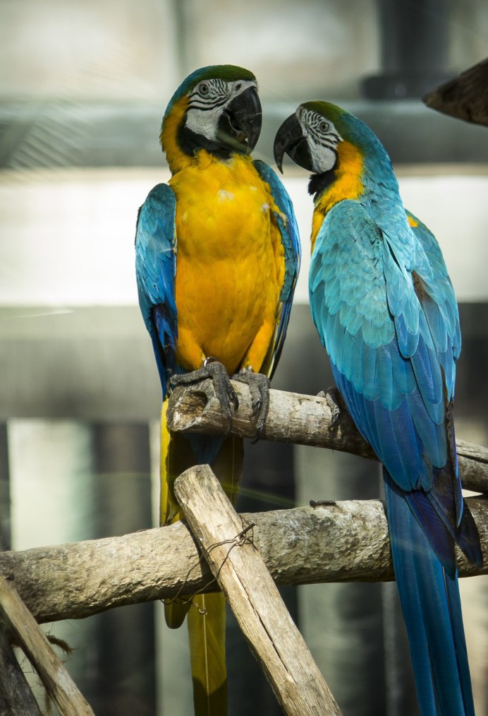 Попугай ара Макао