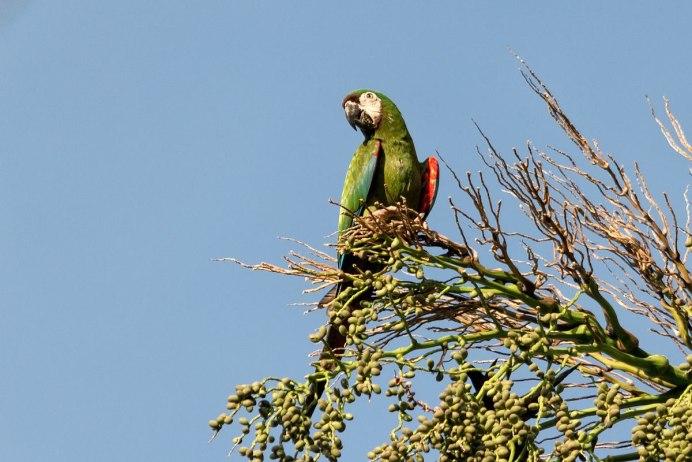 Ара Микаелян скрипач