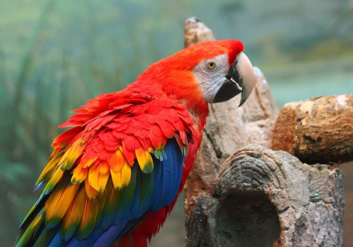 Арилена Ари