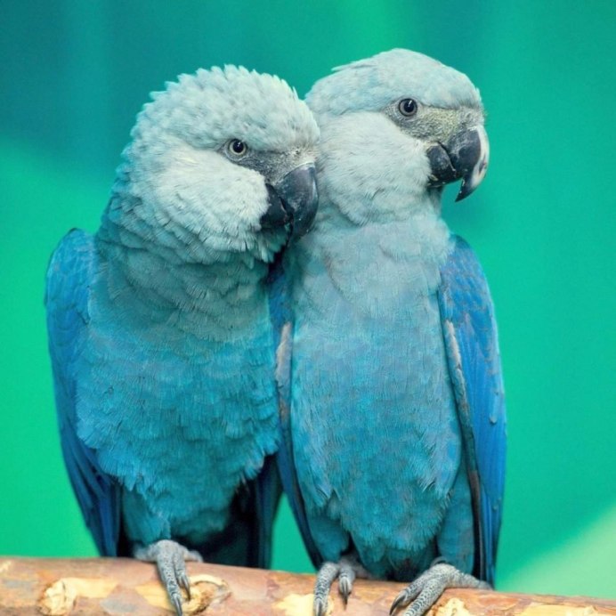 Малый солдатский ара