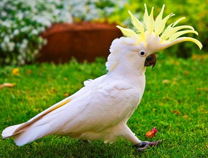 Желтохохлый Какаду