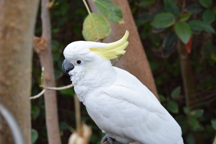 Какаду самка